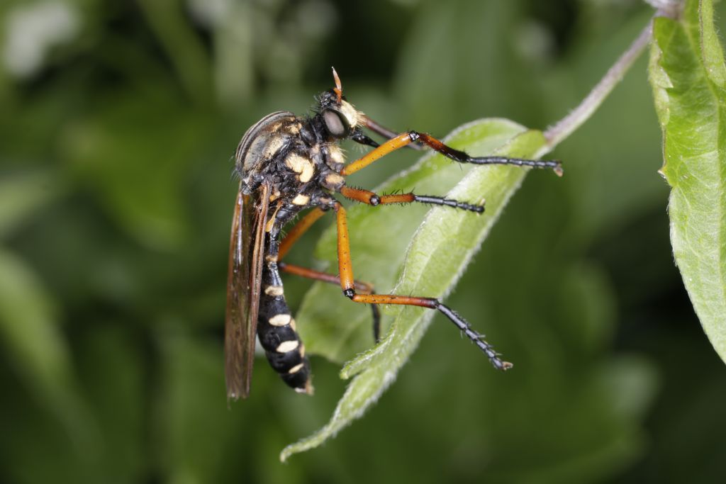 Asilidae da identificare